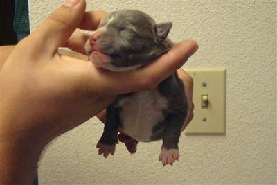 Puppies for Sale
